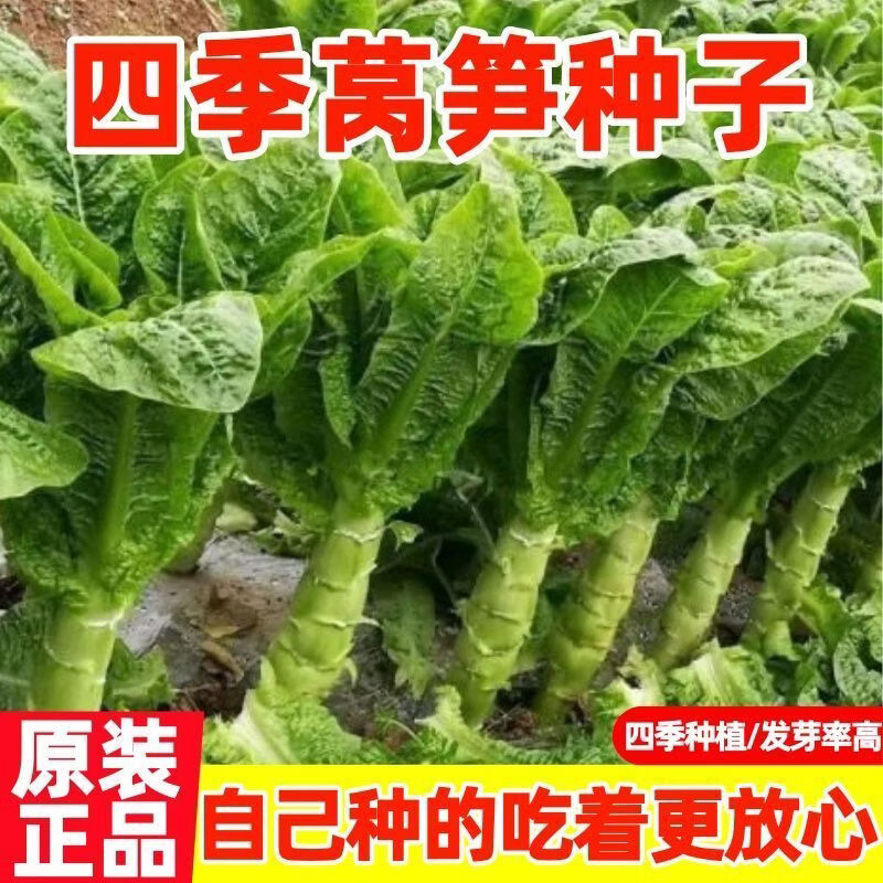 四季莴笋种子青皮青肉香莴苣种籽高产耐热耐寒春秋冬蔬菜种子大全