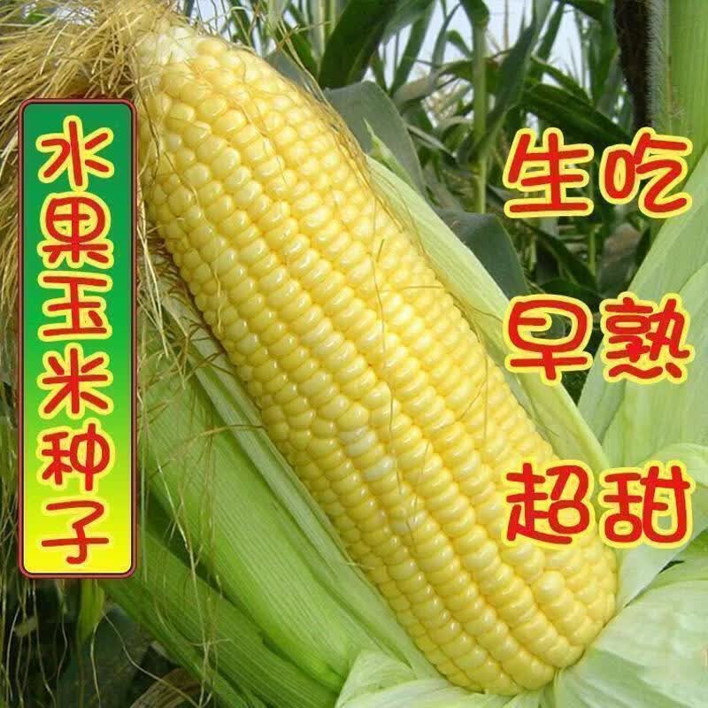 甜水果玉米种子 生吃大棒非转基因四季播杂交檽玉米 甜脆玉米种子