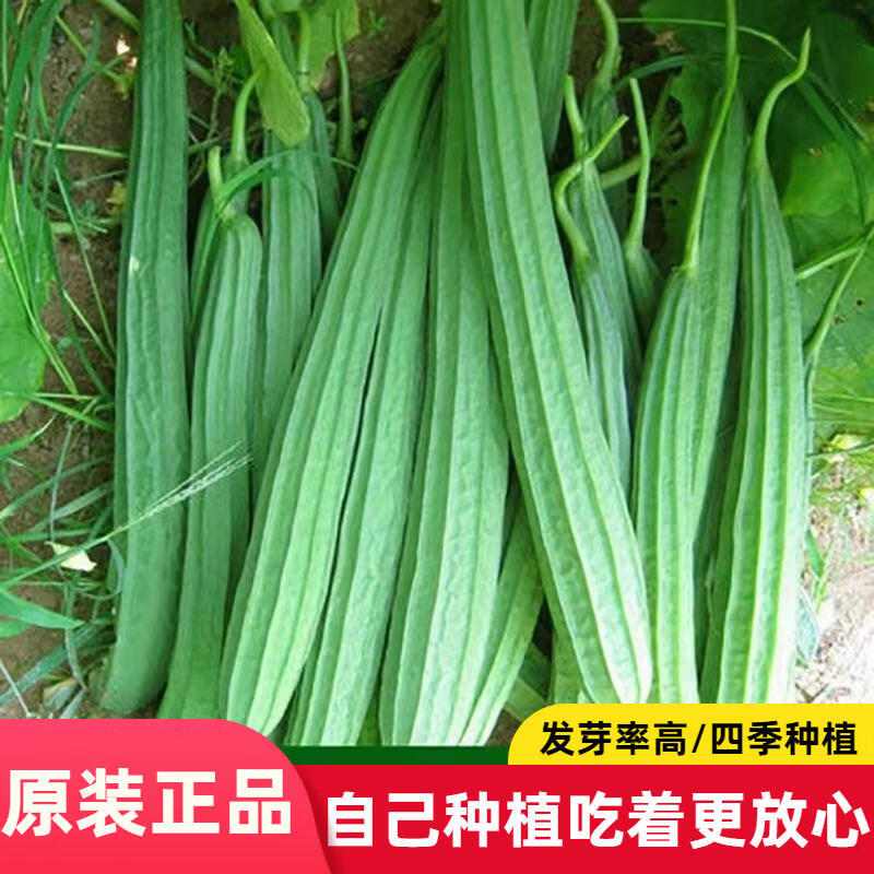特长棱角丝瓜种子抗寒耐热庭院盆栽四季蔬菜八角丝瓜种子可播