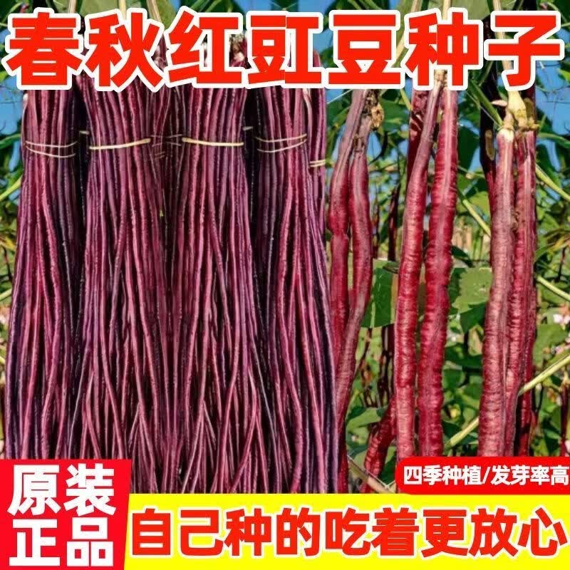 双花双荚春秋红长豆角种子耐热耐寒红豇豆籽早熟60天肉厚软糯豆角
