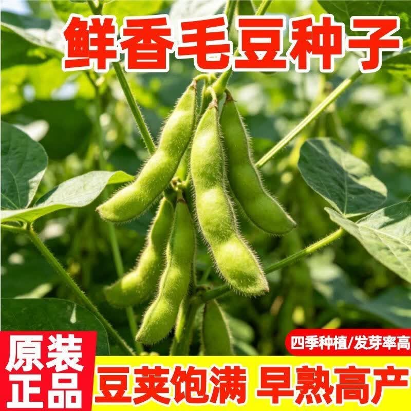 毛豆种籽早熟大荚50天毛豆种子高产四季青豆鲜食菜豆春季蔬菜种子