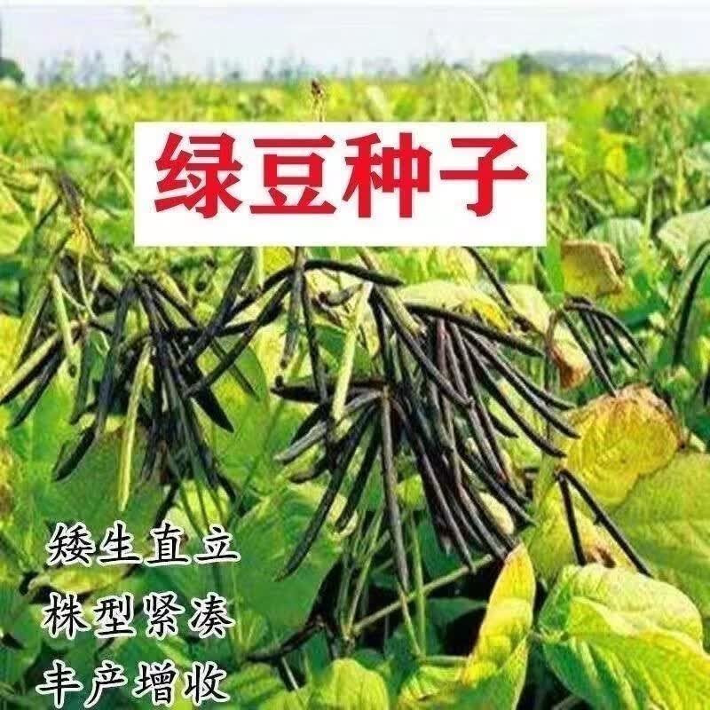 绿豆种子高产早熟45天春夏秋播早熟高产抗病好绿豆籽阳台盆栽易种