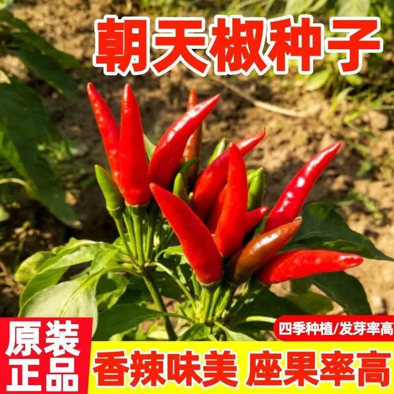 高产朝天椒种子超辣早熟辣椒种籽农家菜园蔬菜种子阳台盆栽四季播