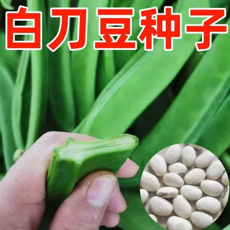 大刀豆种子高产特大白刀豆种子巨型刀豆角四季豆刀把豆春夏秋播种