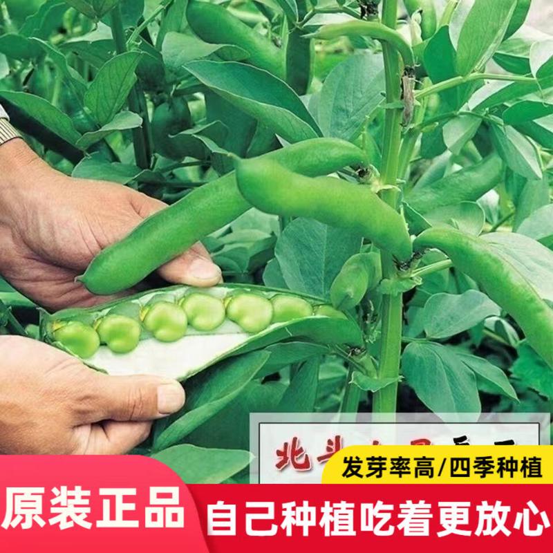 蚕豆种子罗汉豆种籽春秋冬季播种早熟耐寒胡豆种籽
