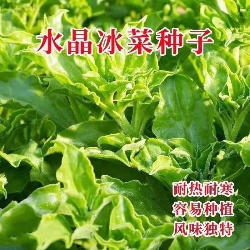 【今年新种】四季水晶冰菜种子冰菜籽种冰草菜籽阳台稀有蔬菜野菜