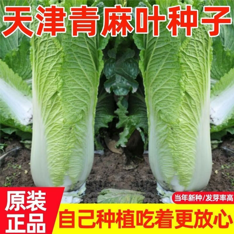 天津绿青口大白菜种子青麻叶白菜种籽高产秋季四季冬季直筒蔬菜孑