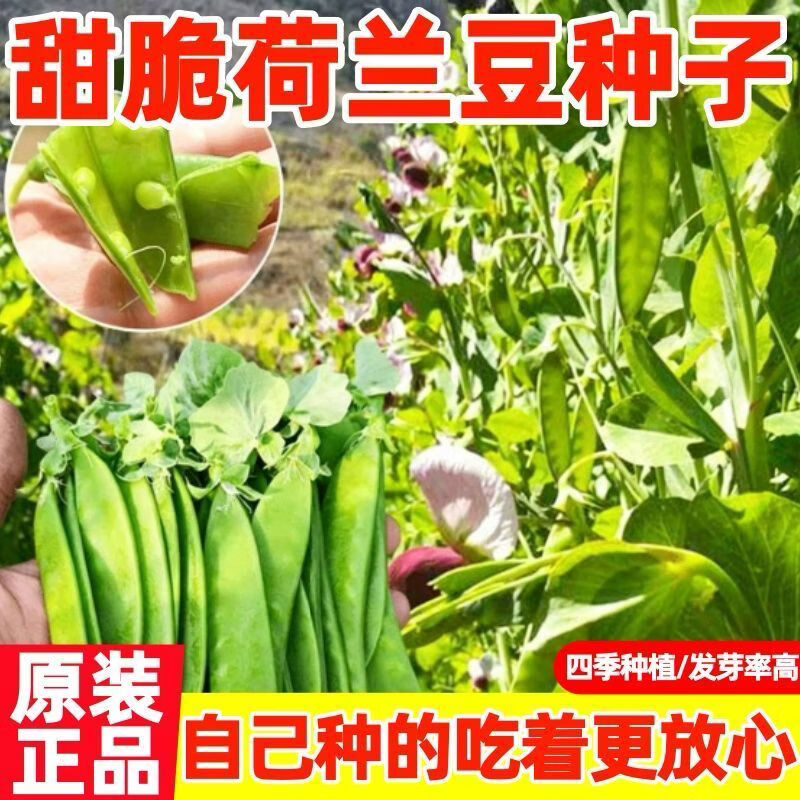 甜脆大荚绿荷兰豆种子四季高产扁豆种子双荚率高菜豆豌豆种子