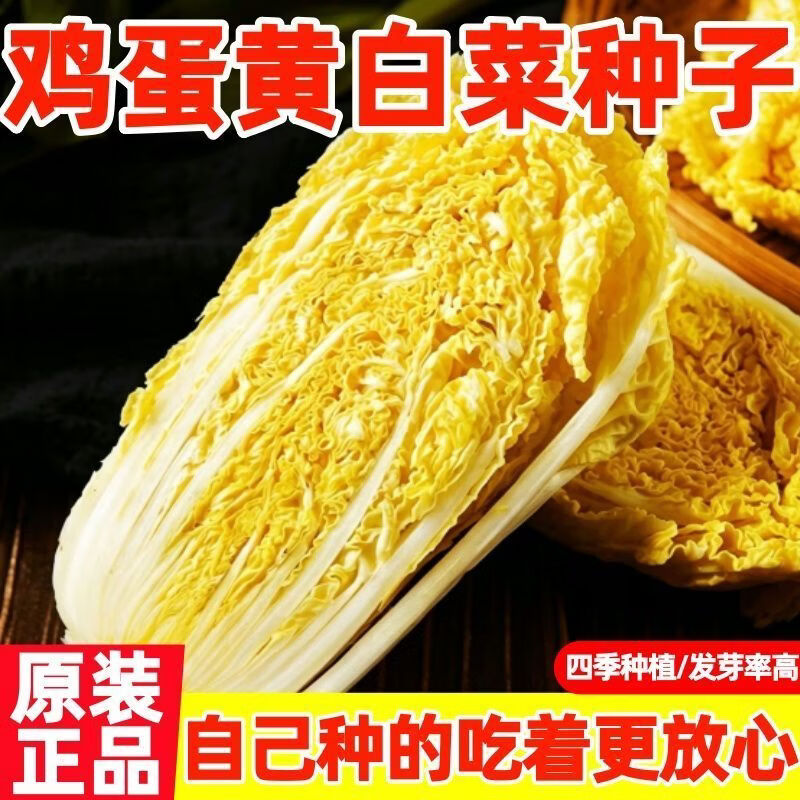 鸡蛋黄白菜种子真好吃黄心白菜种籽新鲜甜嫩高产黄白菜大白菜籽