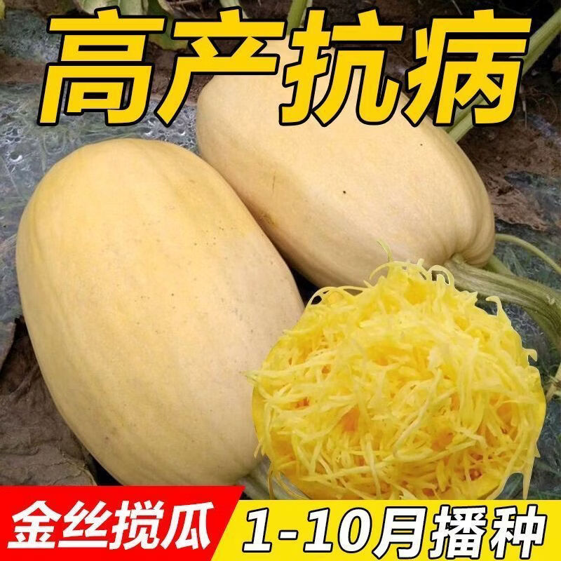 金丝搅瓜种子 天然粉丝南瓜种子 金丝瓜种子 四季 好吃丝瓜种
