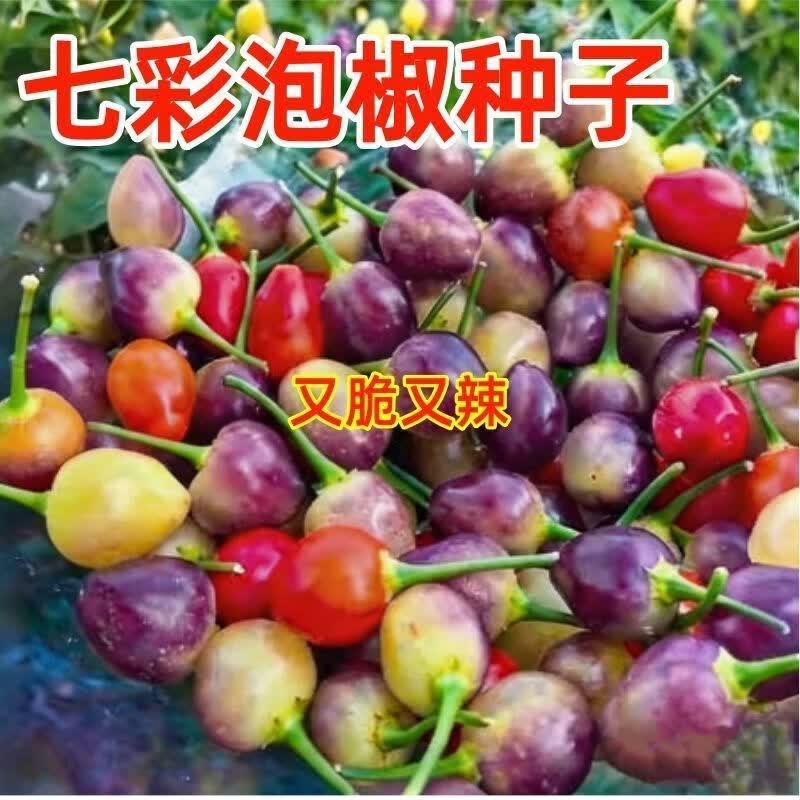 鲜香脆辣七彩泡椒种子多彩六彩泡椒小辣椒圆珠椒种子四季盆栽种子
