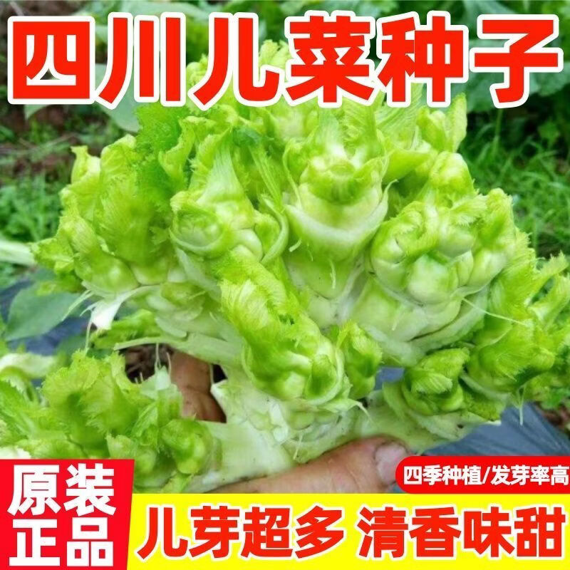 正宗四川儿菜种子多侧芽娃娃菜蔬菜抱儿菜田园庭院耐寒耐热易种植