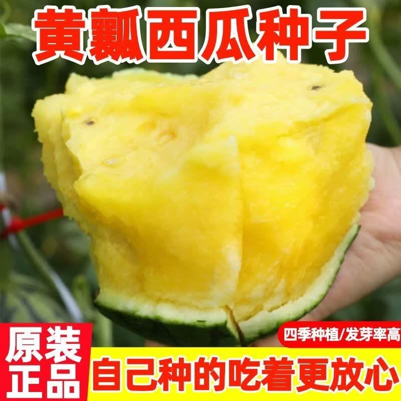 黄瓤西瓜种子薄皮小西瓜种子绿皮黄心水果春季西瓜种子南方早熟籽