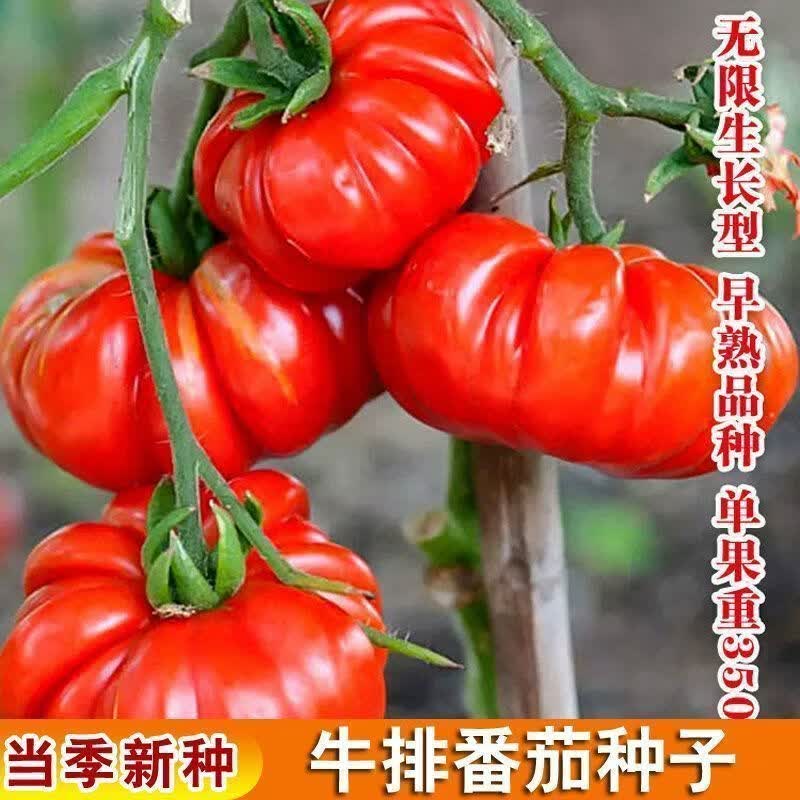 沙瓤大果马蹄番茄种子菜园老品种西红柿种子牛排番茄蔬菜种子