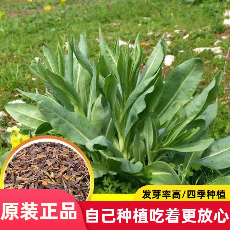 板蓝根材种子板蓝根种子大青叶种子蓝靛青靛草种子