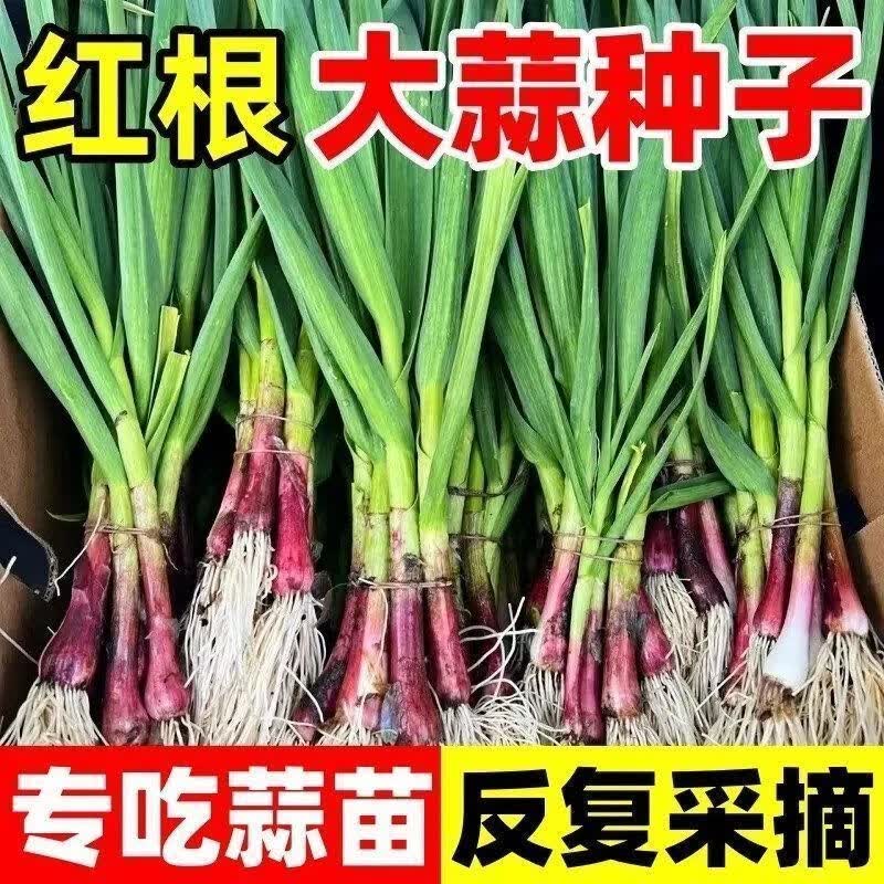 红根宽叶菜种籽香蒜种子大全蔬菜种子蒜苗种子春秋播种