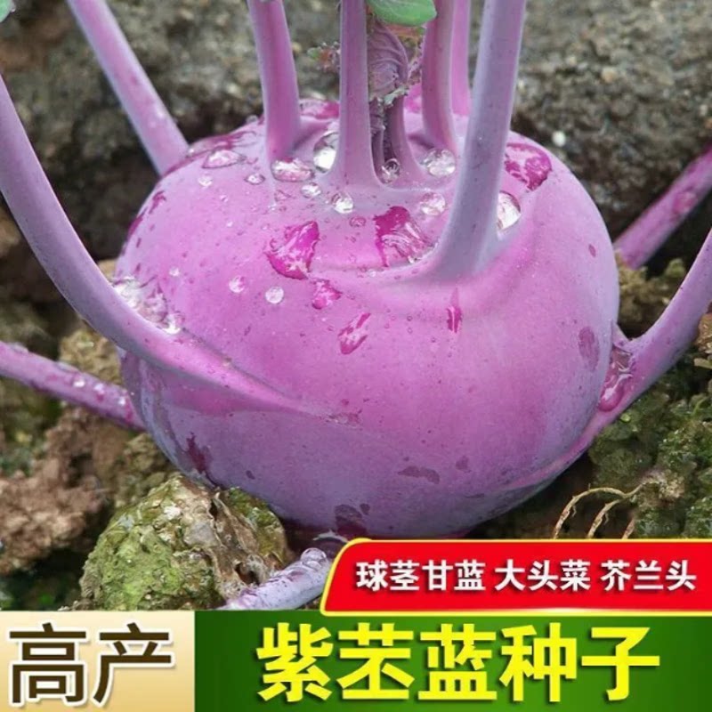 紫苤兰种子紫苤兰球茎苤菜耐高温耐热大头菜薄皮生吃脆嫩芥兰头