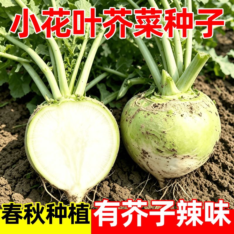 小花叶芥菜种子春秋季种植芥菜种子庭院大棚辣疙瘩菜蔬菜种孑大全