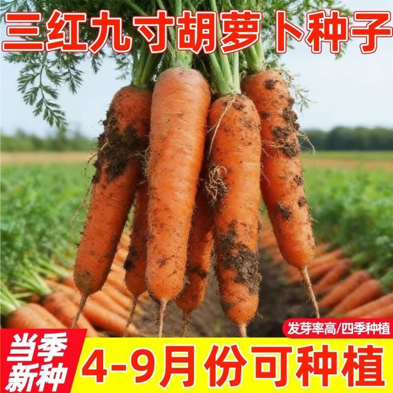 【当季新种】九寸三红胡萝卜种子甜脆水果罗卜籽四季蔬菜种子
