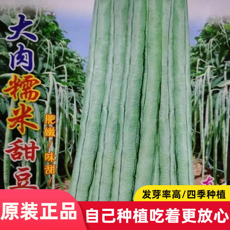 超好吃大肉糯米甜软糯种子白长软糯秋播白玉长豇豆易种蔬菜孑