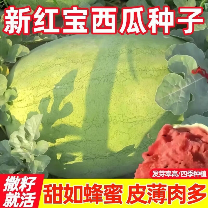 新红宝西瓜种子早熟四季抗病绿超大甜懒汉西瓜种子巨型西瓜种子