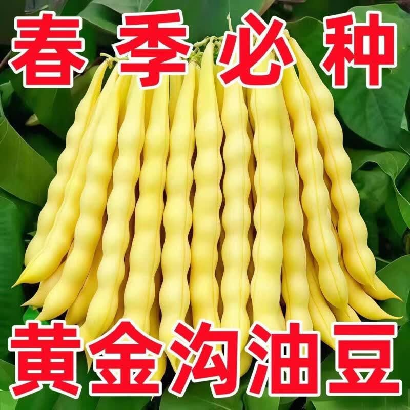 黄金钩架豆种子黄金勾东北油豆角籽无筋无柴黄色早熟高产蔬菜种子