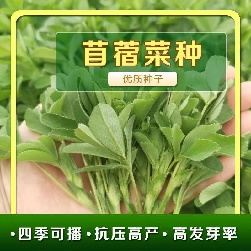 【】苜蓿菜种子养生菜野菜蔬菜易种植阳台庭院小菜园