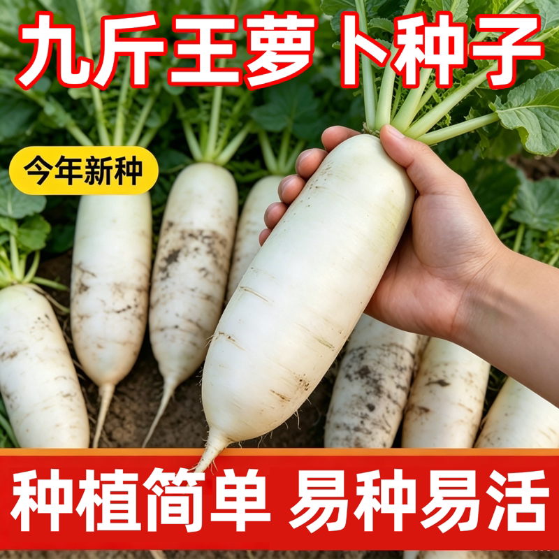 九斤王白萝卜种子高产大果萝卜不糠心甜脆多汁四季春秋蔬菜种籽苗