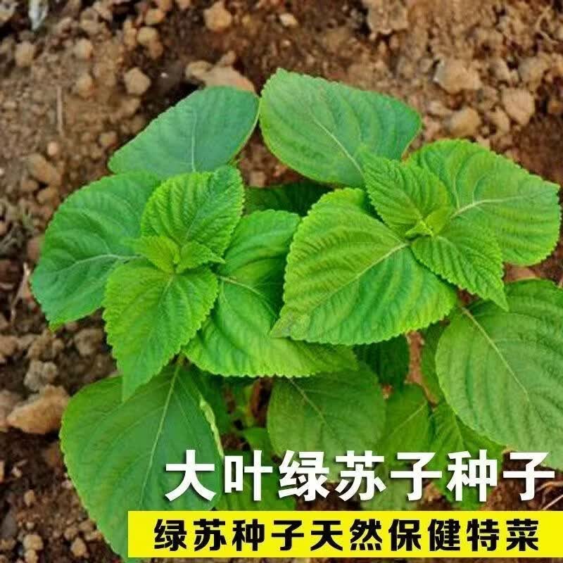 大叶绿苏子种子紫苏菜籽可食用蔬菜种籽麻桂荏香草香料阳台可盆栽