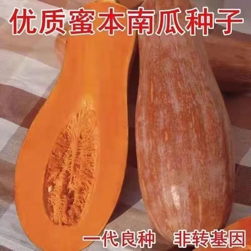 广东蜜本南瓜种子特大香糯密本南瓜种籽四季庭院盆栽正宗南瓜种子
