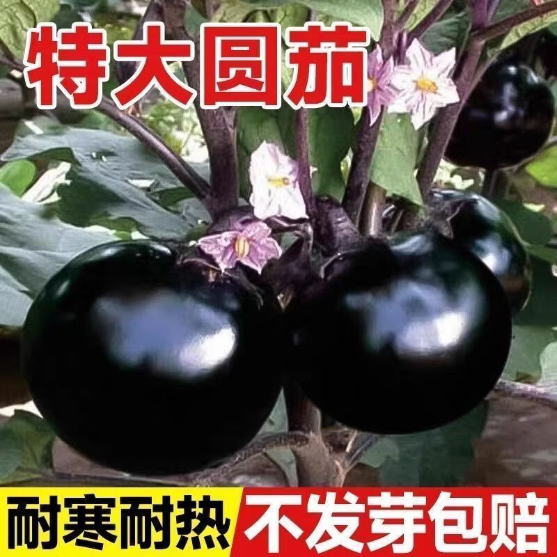 黑帅圆茄种子老品种茄子种子黑圆茄种籽紫圆茄盆栽菜籽蔬菜种子