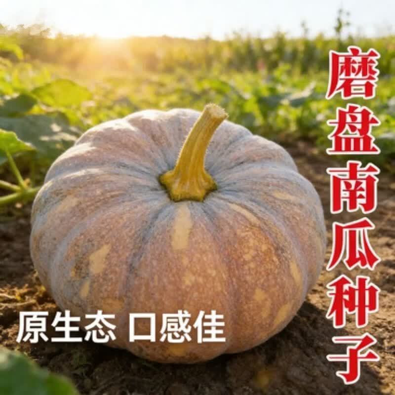 磨盘大南瓜种子巨型特甜面大南瓜种籽高产味甜面高产南瓜蔬菜种