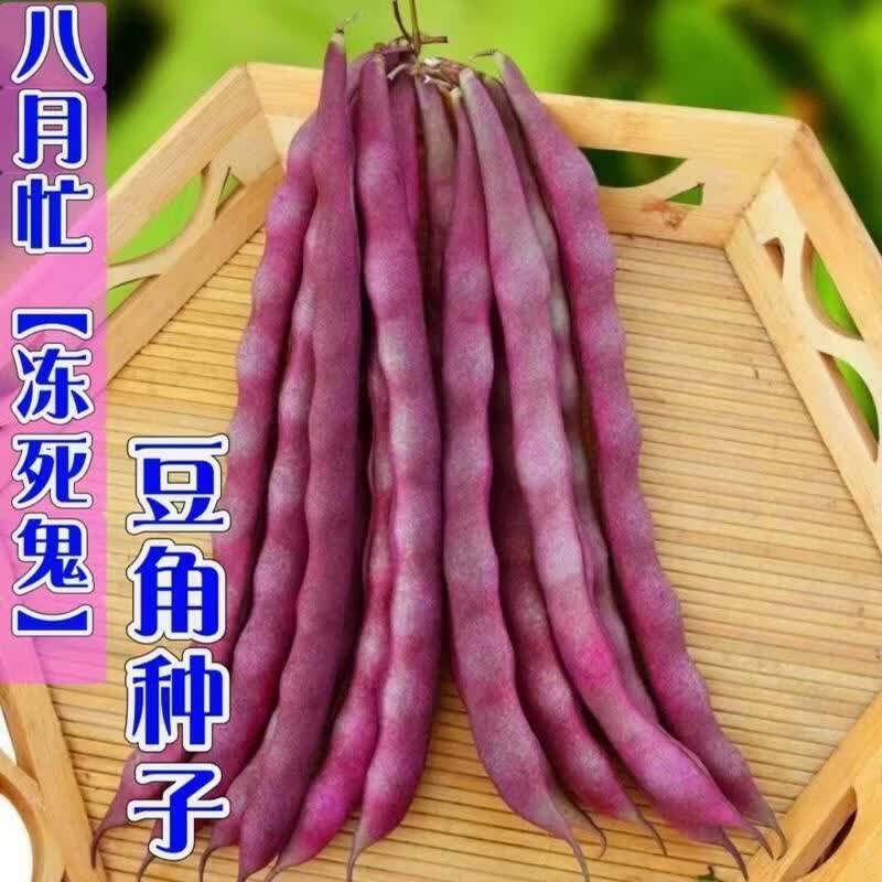 无筋高产八月忙冻死鬼豆角耐热豆角耐寒四季田园庭院豆角蔬菜种子