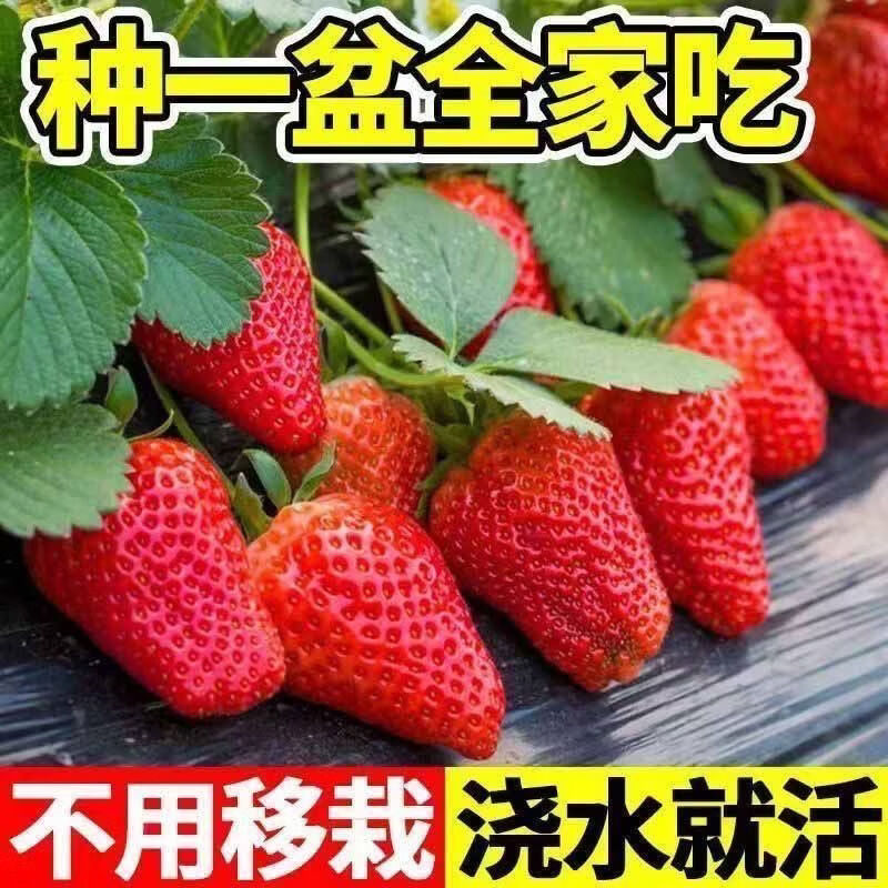 【奶油草莓种子】四季开花结果水果种子种植室内阳台盆栽草莓籽