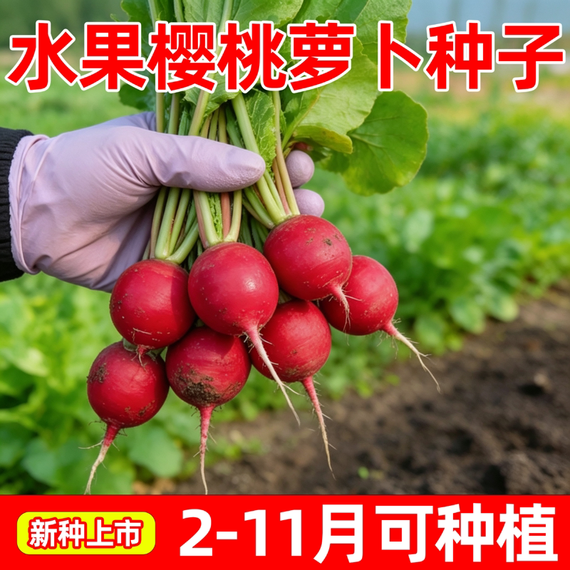 水果樱桃小萝卜种子一年四季南北方生吃脆超甜散装水果萝卜耐高温