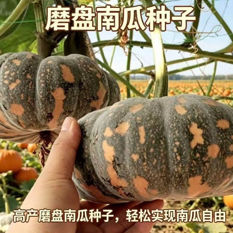 磨盘大南瓜种子巨型特甜面大南瓜种籽高产味甜面高产南瓜蔬菜种