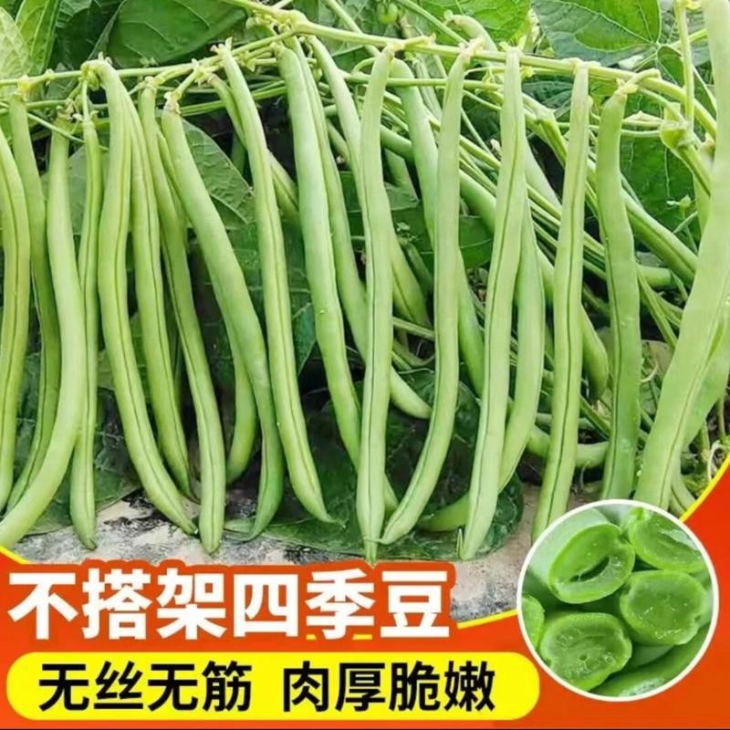 【无架四季豆种子】家庭小院早熟无架矮生地豆阳台盆栽高产种子