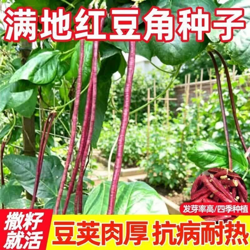满地红无架豆角种子不用搭架早熟无架长豆角摘不败无筋红豆角豆子