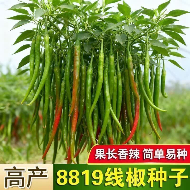 超长特辣线椒种子高产早熟薄皮辣椒种籽二荆条庭院青线椒种子大全