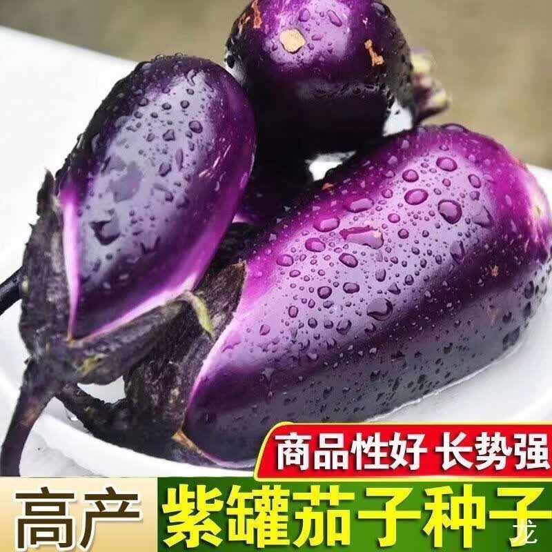 高产本地茄子种子特大紫罐茄种子牛心紫黑罐茄春季四季播蔬菜种子