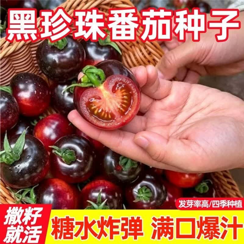 黑珍珠番茄种子四季春秋盆栽樱桃西红柿圣女果种子高产蔬菜种子