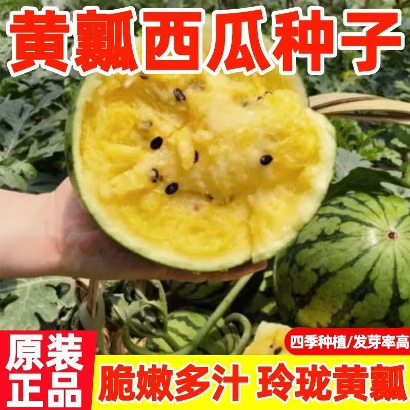 黄瓤西瓜种籽超甜小西瓜种孑春夏秋季阳台盆栽黄龙水果种子大全