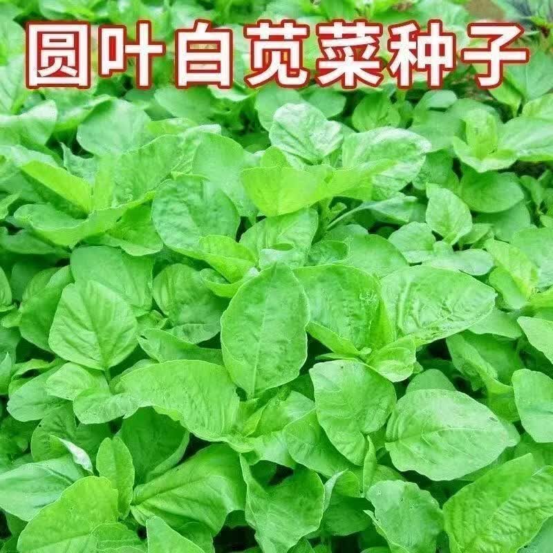 白苋菜种子四季耐热圆叶红苋菜青苋菜种子高产庭院盆栽绿叶蔬菜籽