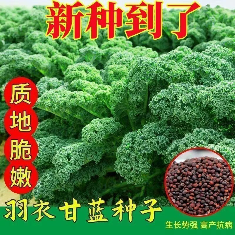 羽衣甘蓝种子羽叶甘蓝种子四季播种耐寒阳台盆栽田园蔬菜种子