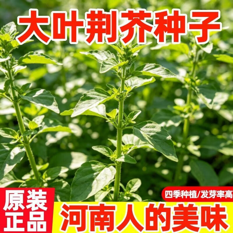 【新种】荆芥种子大叶河南罗勒种孑春秋菜籽种大全四季苋菜汉菜种