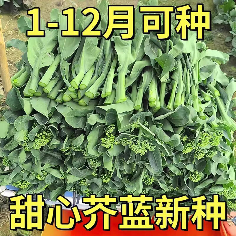 甜芯绿芥蓝种子甜心芥兰种子四季播耐热耐寒阳台盆栽蔬菜种子