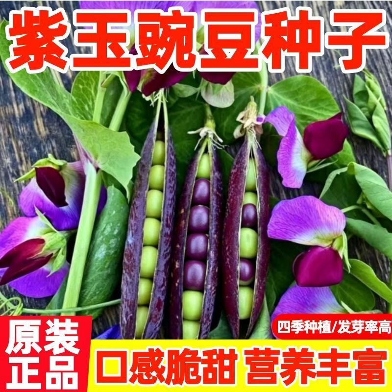 吃荚脆甜豌豆种子紫豌豆种子非转基因 荷兰豆种子可生吃蔬菜种子