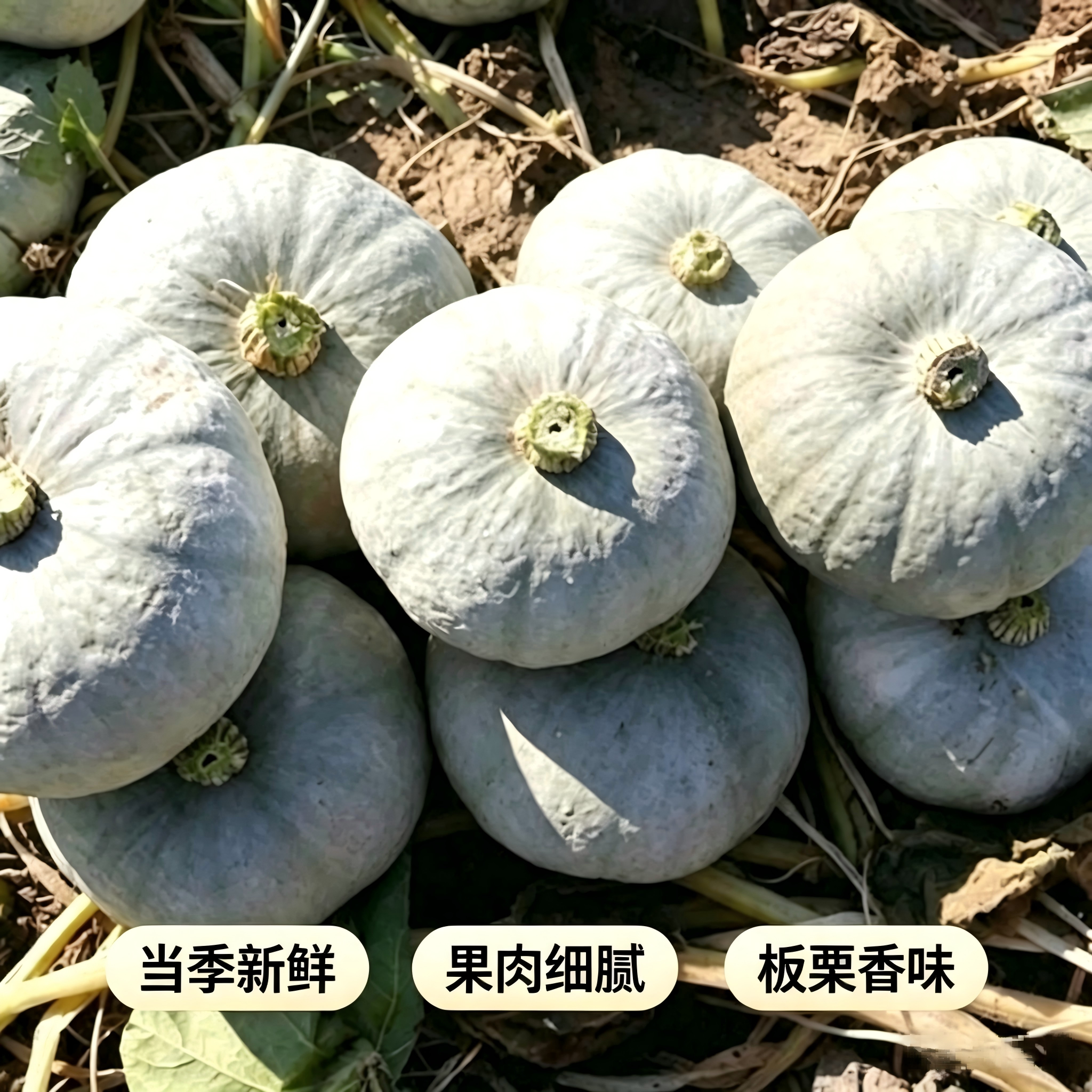 正宗新疆银板栗南瓜沙漠老南瓜