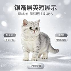纯种银渐层幼猫小家猫英国短毛猫金渐层幼崽曼基康矮脚宠物猫咪活