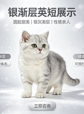 纯种英短银渐层活体宠物猫咪幼猫
